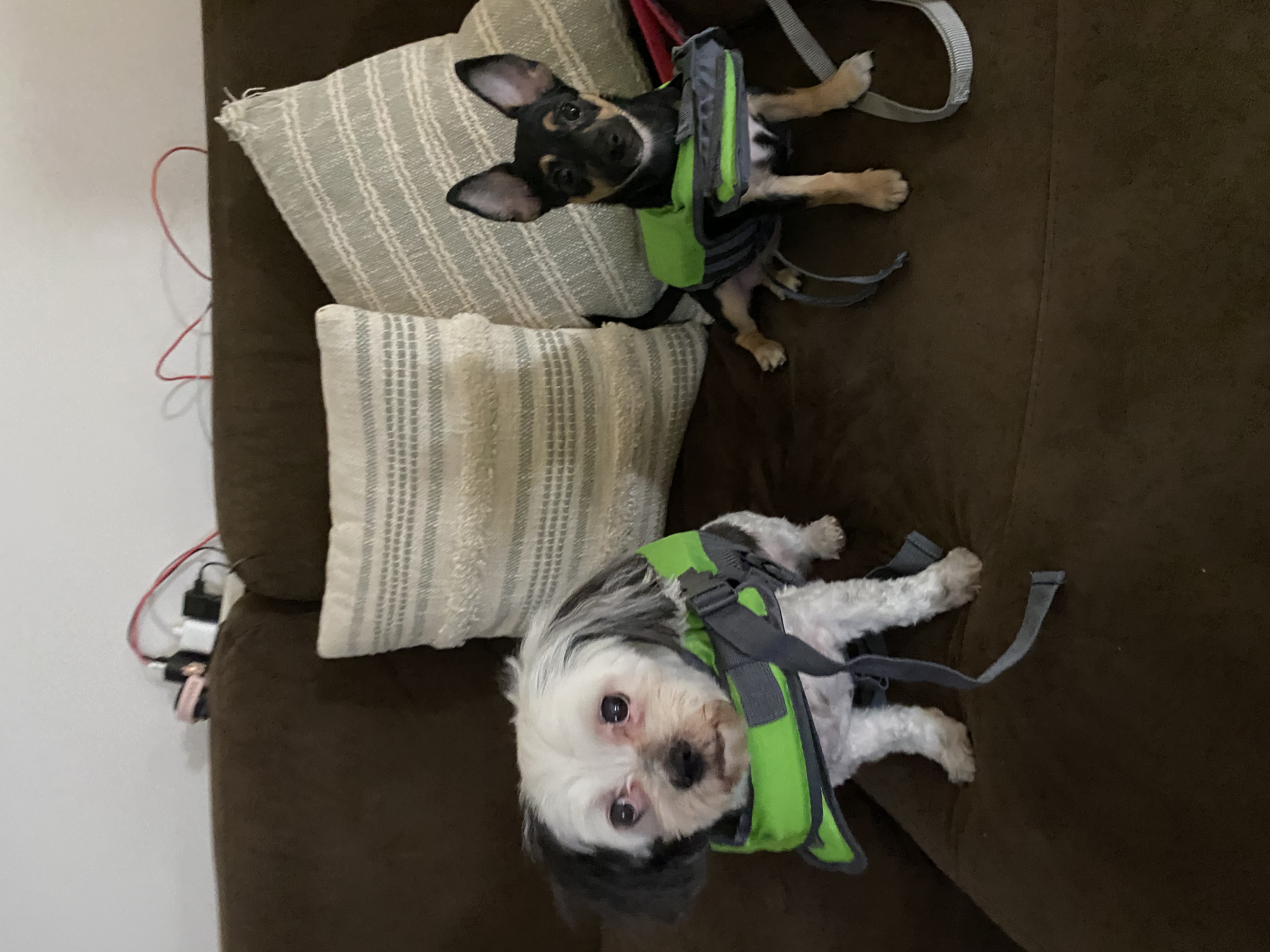 PetCloud Pet Owner