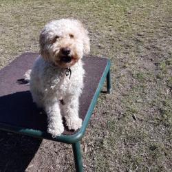 Past PetCloud client