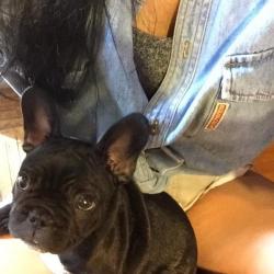 PetCloud Pet Owner