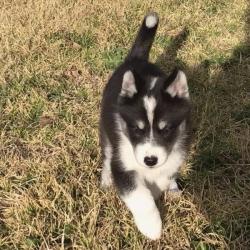 PetCloud Pet Owner