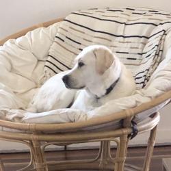 Past PetCloud client