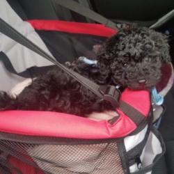 PetCloud Pet Owner