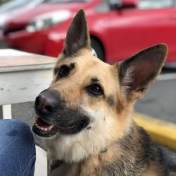 Past PetCloud client