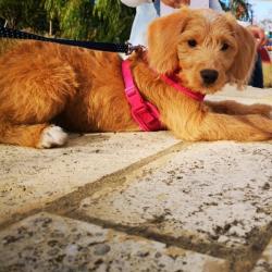 PetCloud Pet Owner