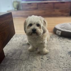Past PetCloud client