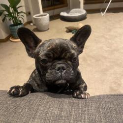 Past PetCloud client