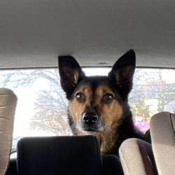 Past PetCloud client