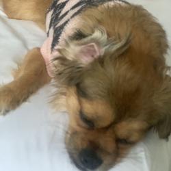 Past PetCloud client