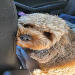 Past PetCloud client