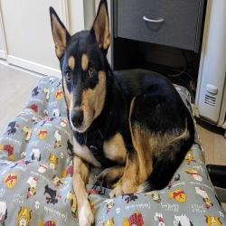 Past PetCloud client