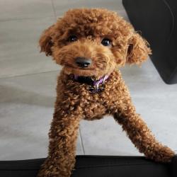 Past PetCloud client