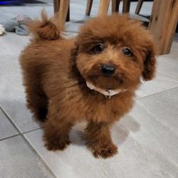 Past PetCloud client