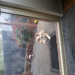 Past PetCloud client