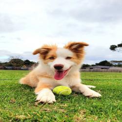 PetCloud Pet Owner