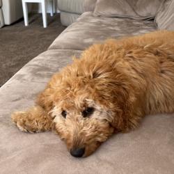 Past PetCloud client