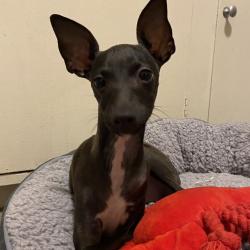 Past PetCloud client