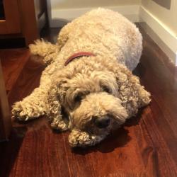 Past PetCloud client