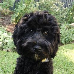 Past PetCloud client