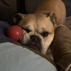 Past PetCloud client
