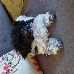 Past PetCloud client