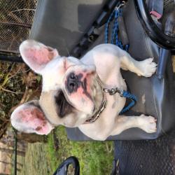 Past PetCloud client