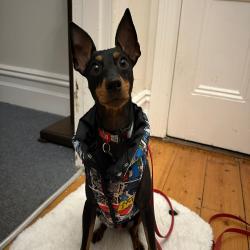 Past PetCloud client