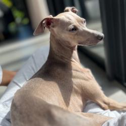 PetCloud Pet Owner