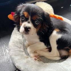 Past PetCloud client