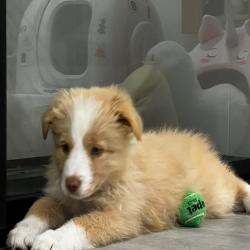 Past PetCloud client