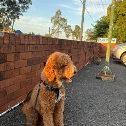 Past PetCloud client