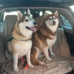 Past PetCloud client