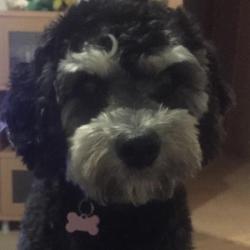 Past PetCloud client