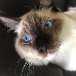 Past PetCloud client