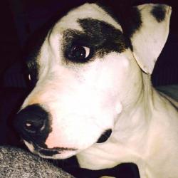 Past PetCloud client