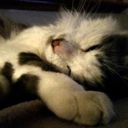 Past PetCloud client