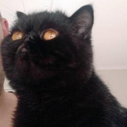 Past PetCloud client