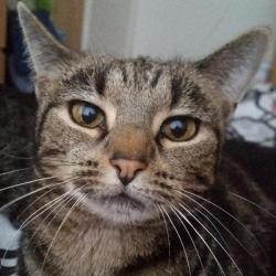Past PetCloud client