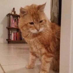 Past PetCloud client