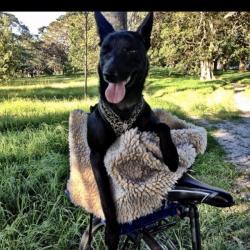 Past PetCloud client