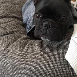 Past PetCloud client
