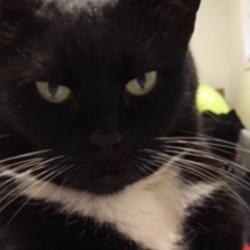 Past PetCloud client