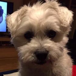 Past PetCloud client