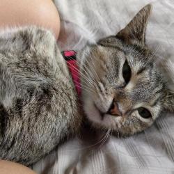 Past PetCloud client