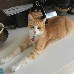 Past PetCloud client
