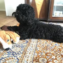 Past PetCloud client