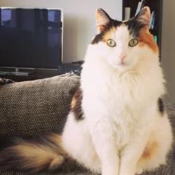 Past PetCloud client