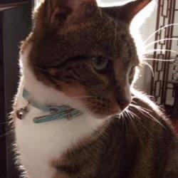Past PetCloud client