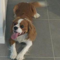 Past PetCloud client