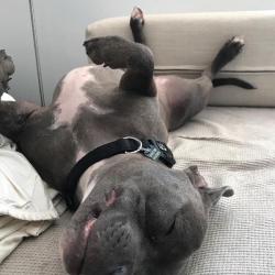 Past PetCloud client