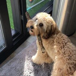Past PetCloud client